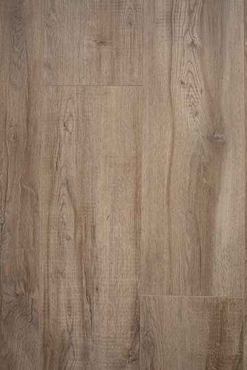 Silver oak
